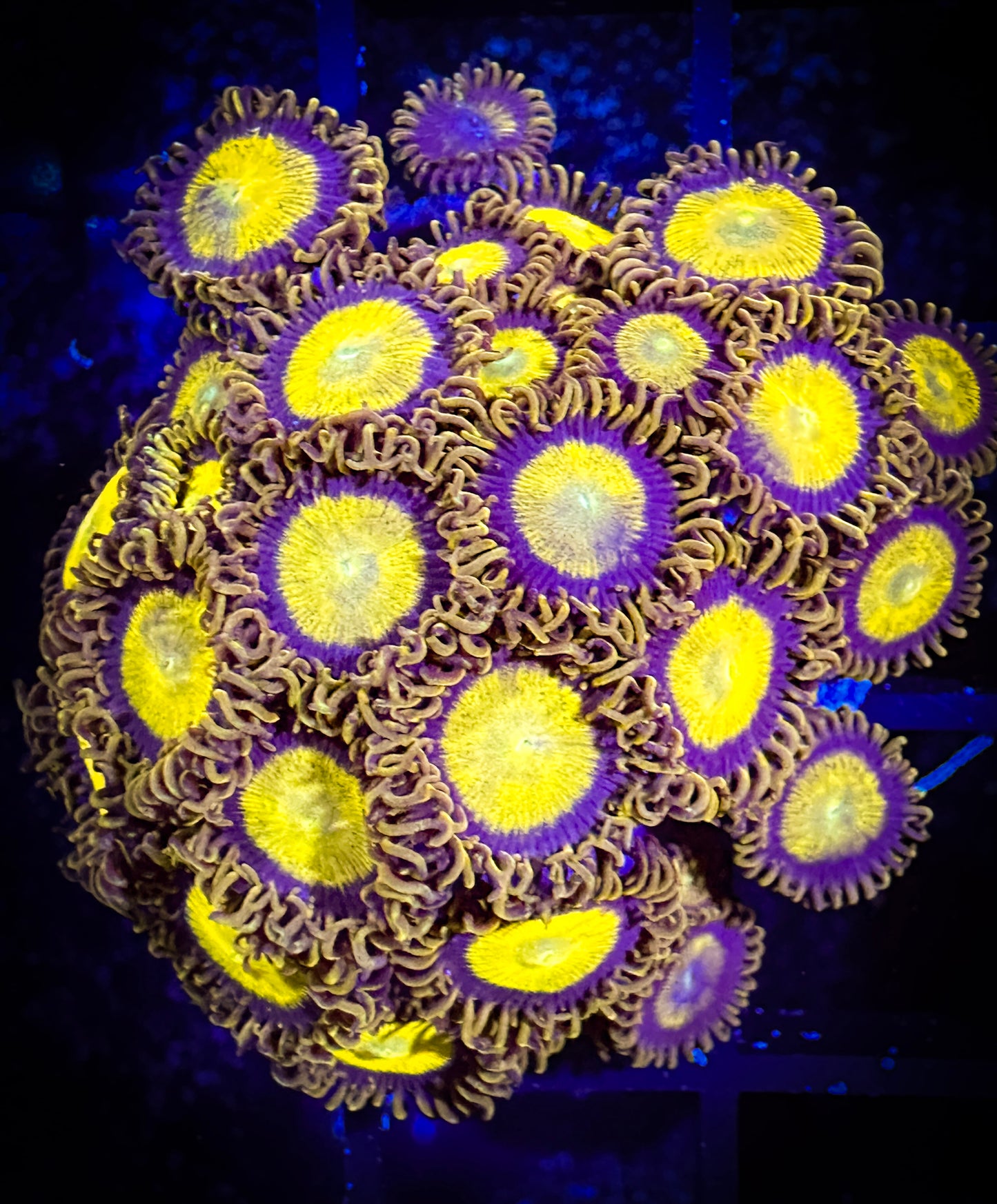 WYSIWYG King Midas Zoanthids Frag 09C1