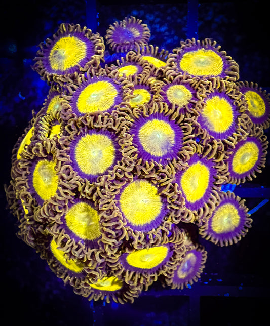 WYSIWYG King Midas Zoanthids Frag 12A3