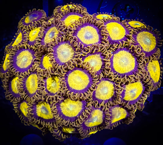 WYSIWYG King Midas Zoanthids Colony 12A4