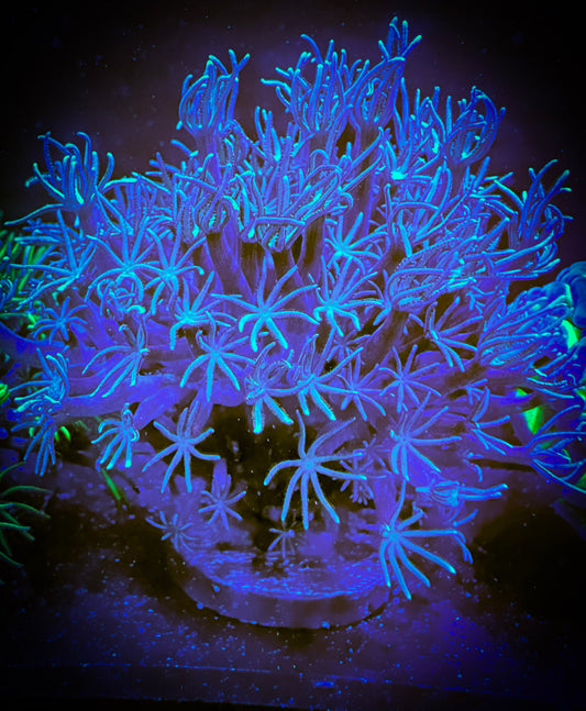 WYSIWYG Sky Blue Pipe Organ coral 10B4