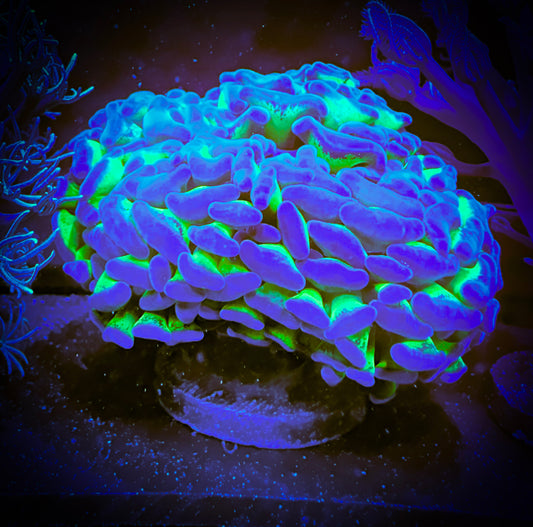 WYSIWYG Australian Neon Green with Purple Tips Hammer Coral 12B2