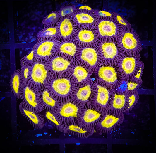 WYSIWYG Yellow Belly Zoanthids Mini Colony 12B3