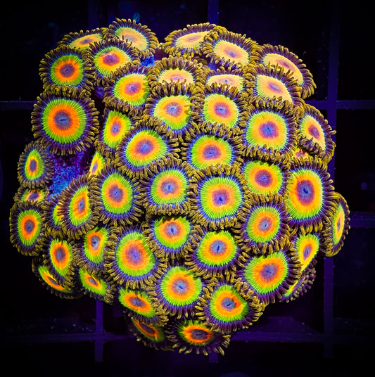 WYSIWYG Rastas Zoanthids Colony 12B4