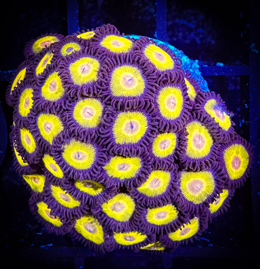 WYSIWYG Yellow Belly Zoanthids Large Frag 12B4