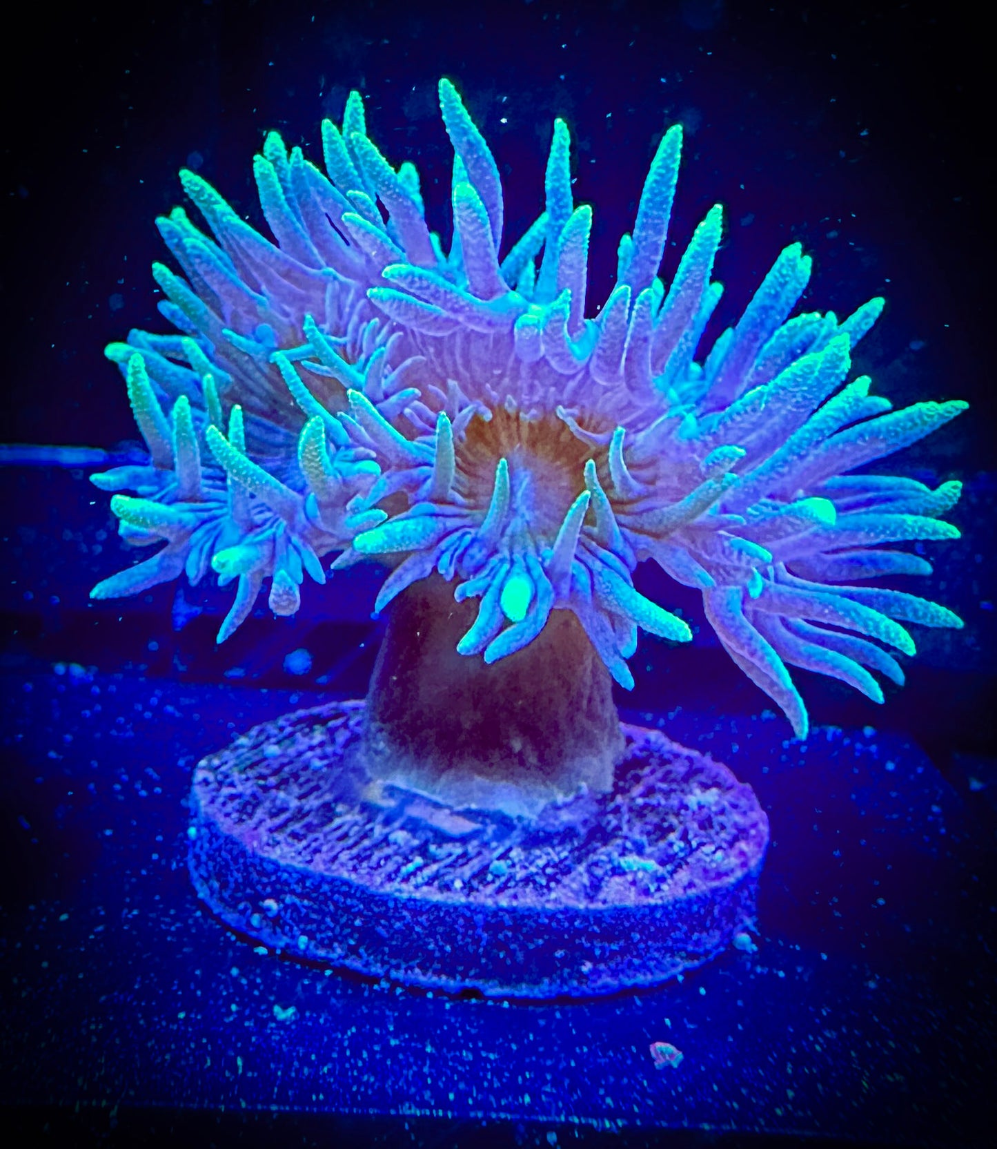 Blue Dunkin Coral