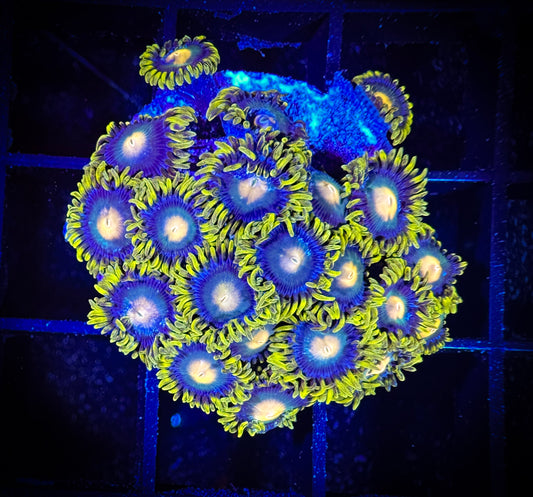 WYSIWYG Alien Eyes Zoanthids Large Frag 12C2