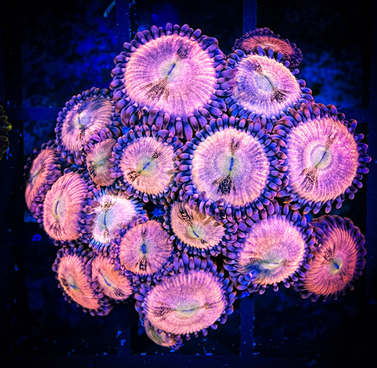 WYSIWYG WWC Halle Berry Zoanthids Large Frag 12C2