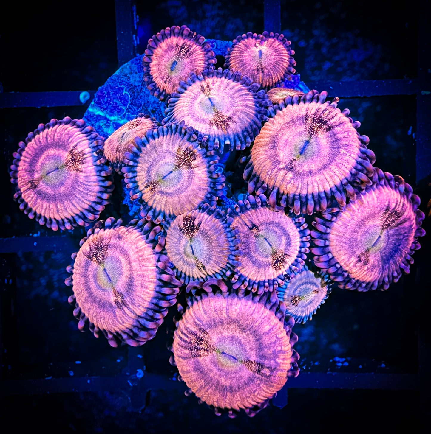 WYSIWYG WWC Halle Berry Zoanthids Large Frag 12C4