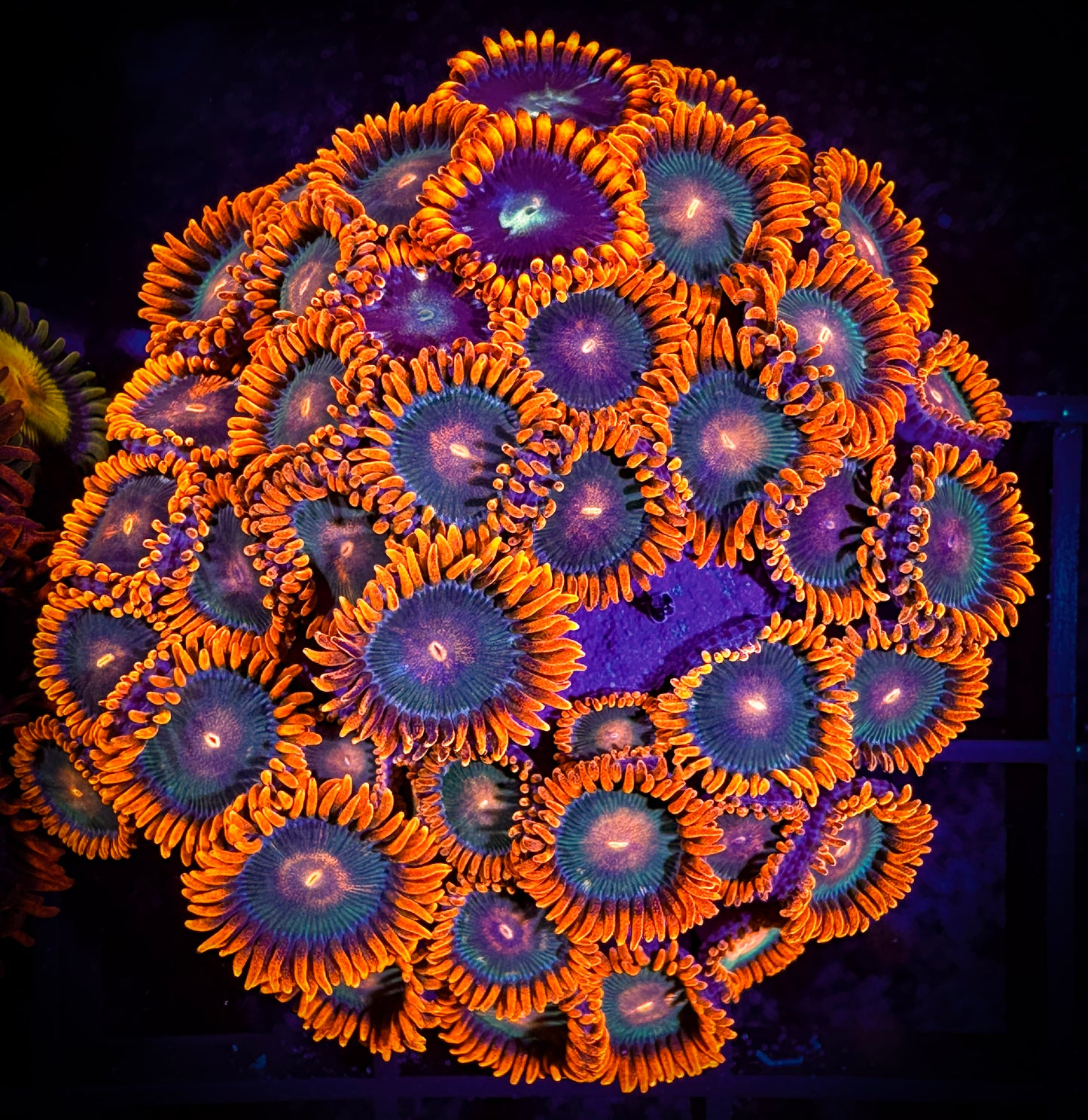 WYSIWYG Cornbread Rockstars Zoanthids Colony 12D1