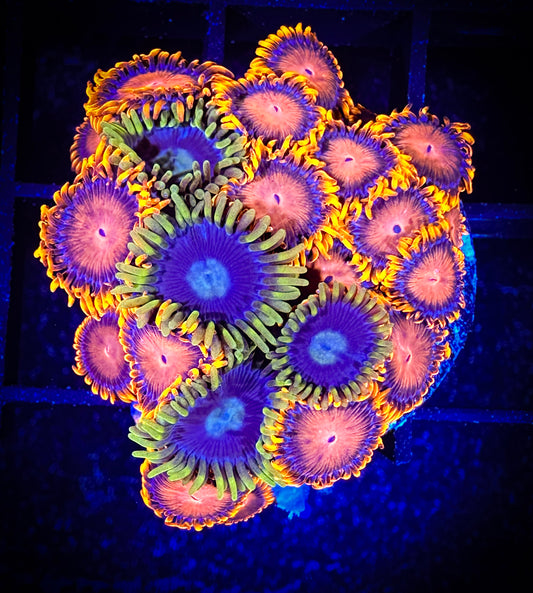 WYSIWYG Blue Zoa and Bam Bams Combo 12D1