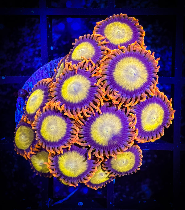 WYSIWYG Mandarin Oranges Frag 12D3 Goat Corals