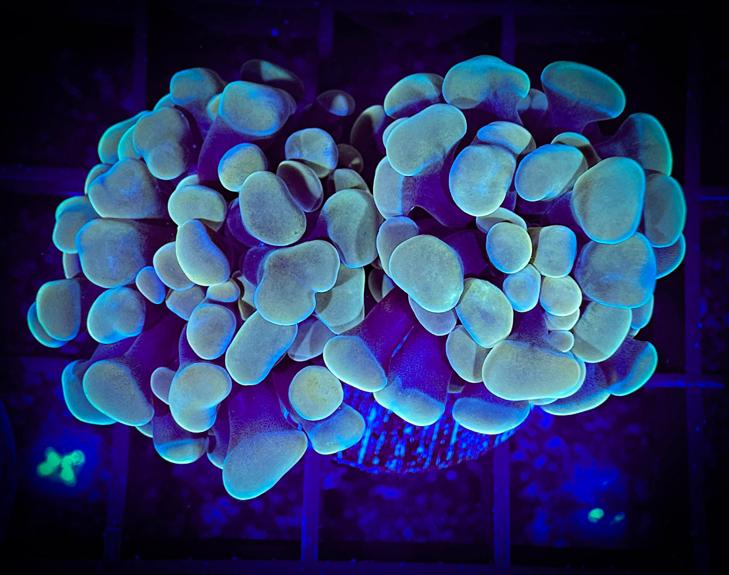 WYSIWYG Gold Branching Hammer Coral 2 heads 12D3