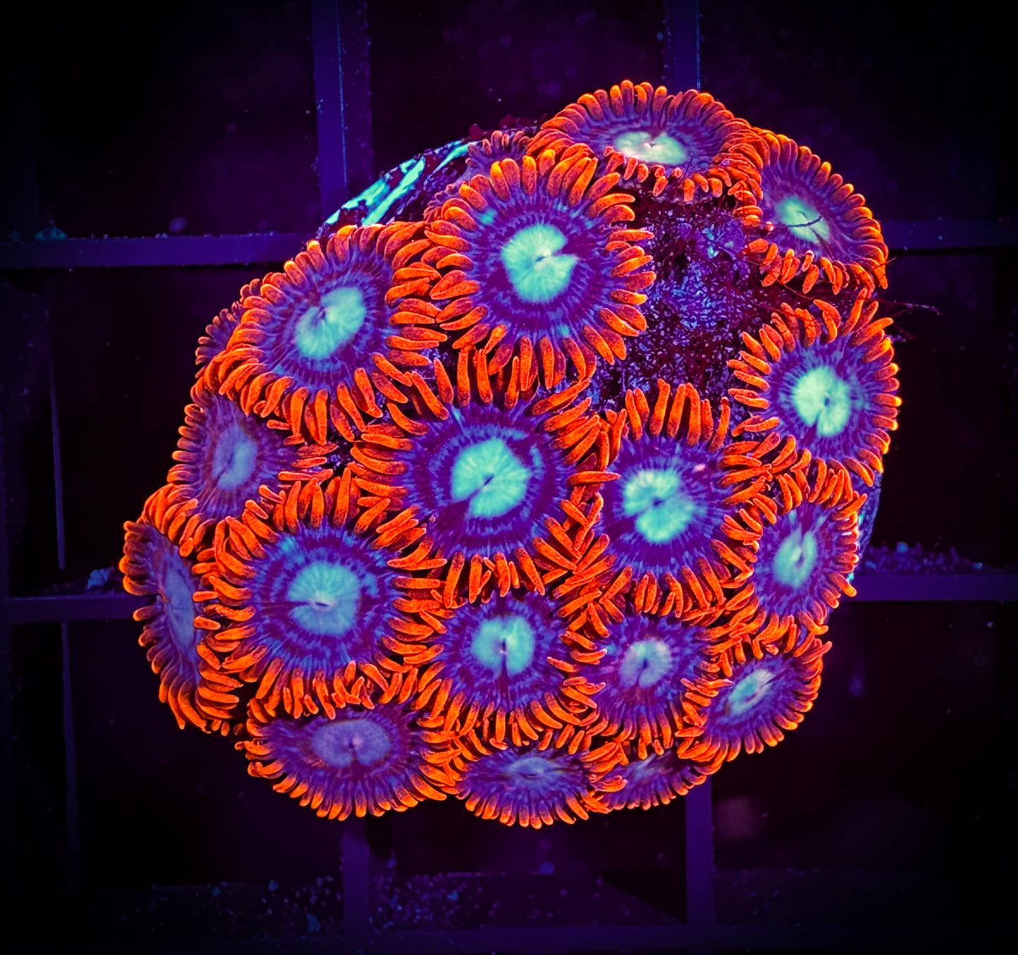 WYSIWYG New Fire and Ice Zoanthids Large Frag 12D4