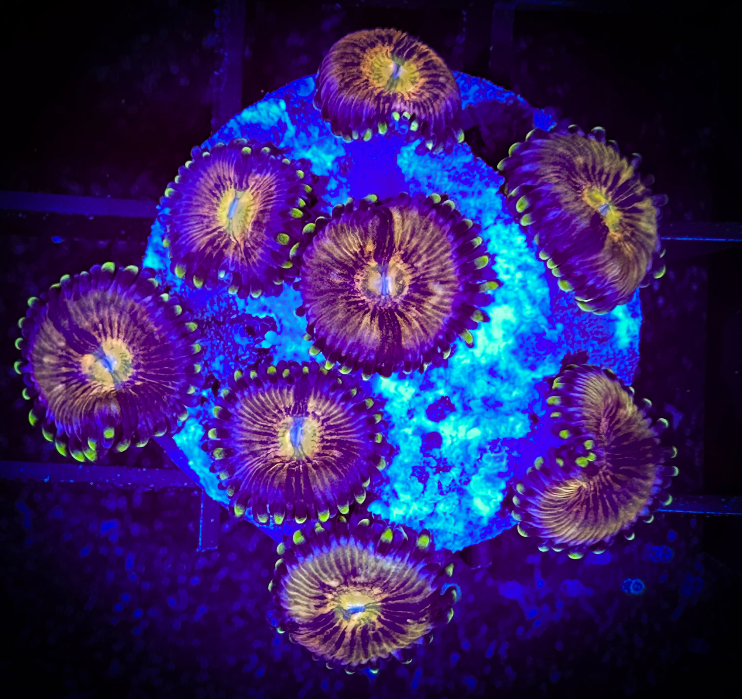 WYSIWYG Nirvanas Zoanthids Frag 12E1