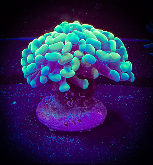 Gold Branching Hammer Coral