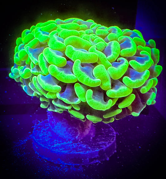 WYSIWYG Green Toxic Branching Hammer 12F1