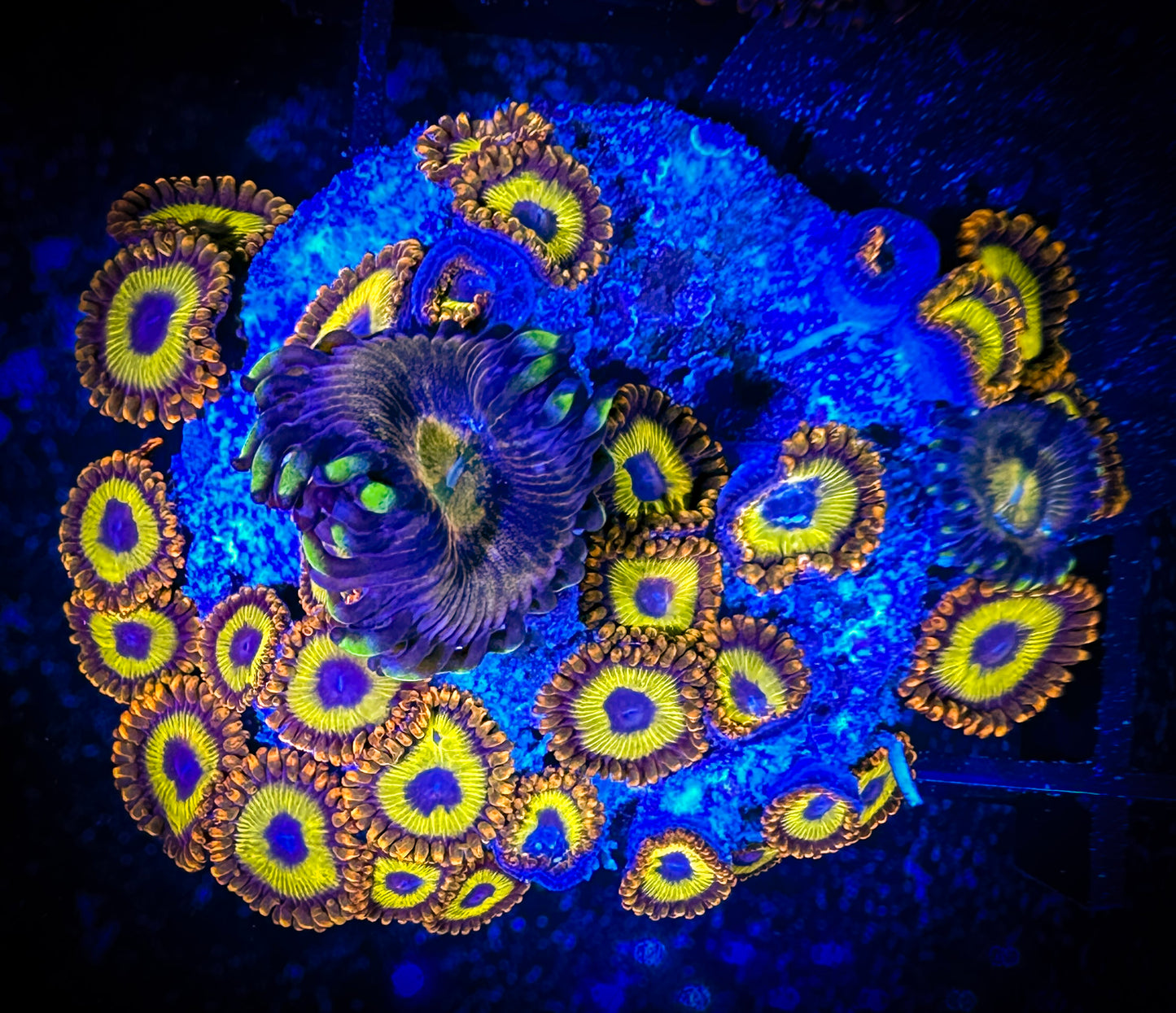 WYSIWYG Fruitloops and Nirvana Combo 12F1