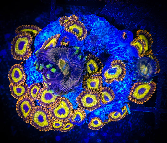 WYSIWYG Fruitloops and Nirvana Combo 12F1