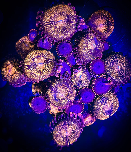 WYSIWYG Spiderman Zoanthids and WWC Pandora Zoanthids Combo 12F4
