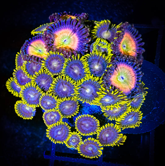 WYSIWYG Kung Fu and Blueberry Fields Zoanthids Combo 12F4