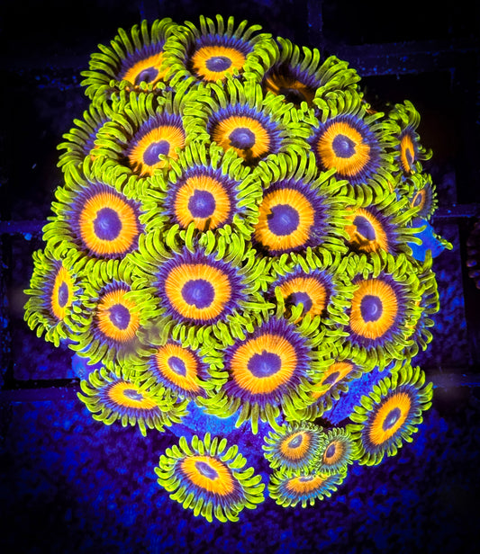 WYSIWYG Super Sunflower Zoanthids Large Frag 11E1