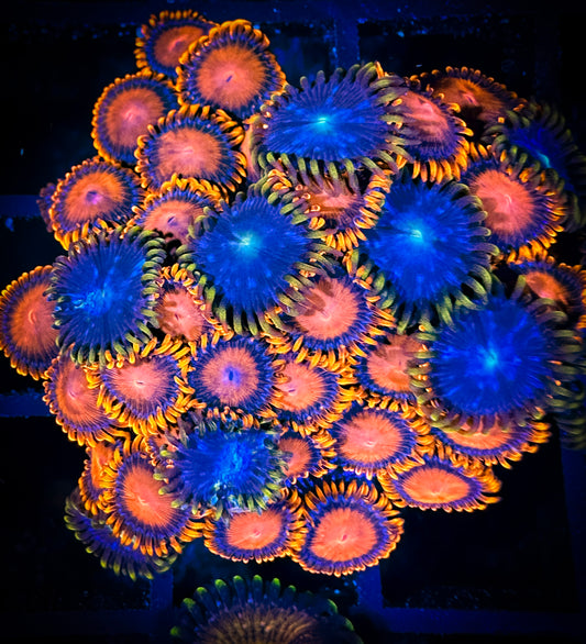 WYSIWYG Mandarin Oranges and Blue Horizons Combo 05D3