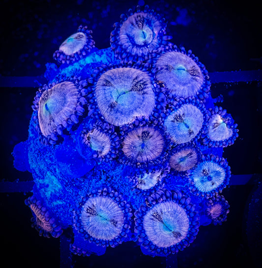 WYSIWYG WWC Halle Berry Zoanthids Large Frag 15F3