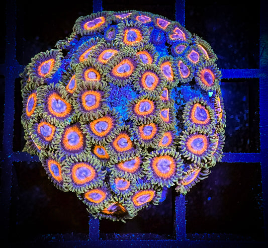 WYSIWYG JF Fairtale Zoanthids Mini Colony 12D2