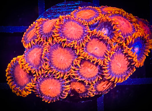 WYSIWYG Bam Bams Zoanthids Frag 17A2