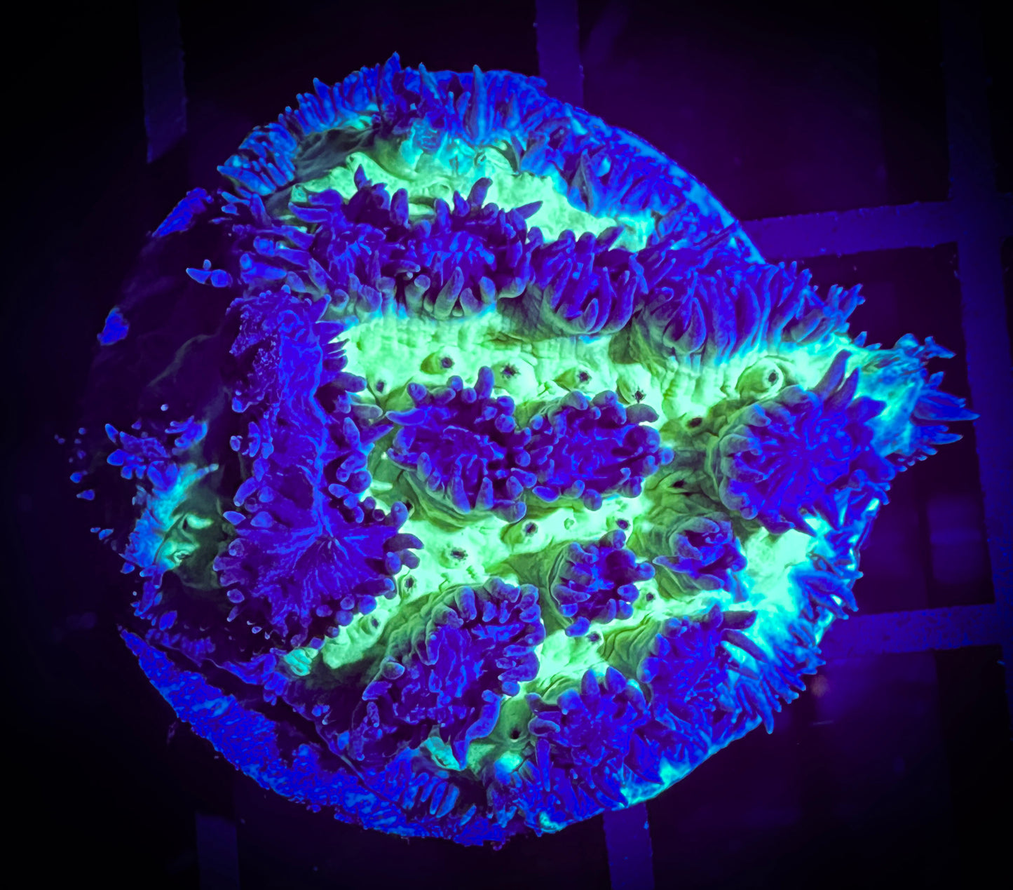 Highlighter Hydnophora Frag