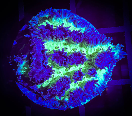 WYSIWYG Highlighter Hydnophora Frag 13A2