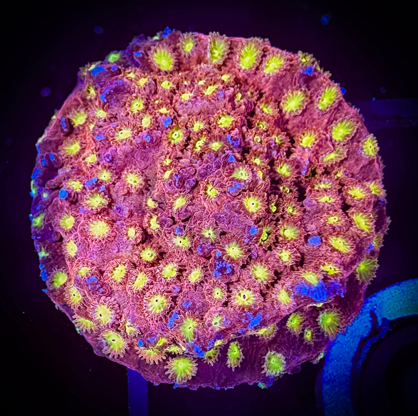 WYSIWYG ECC Bling Bling Cyphastrea 13A4