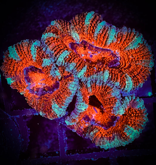 WYSIWYG Ultra Acan (Micromussa) 13B1