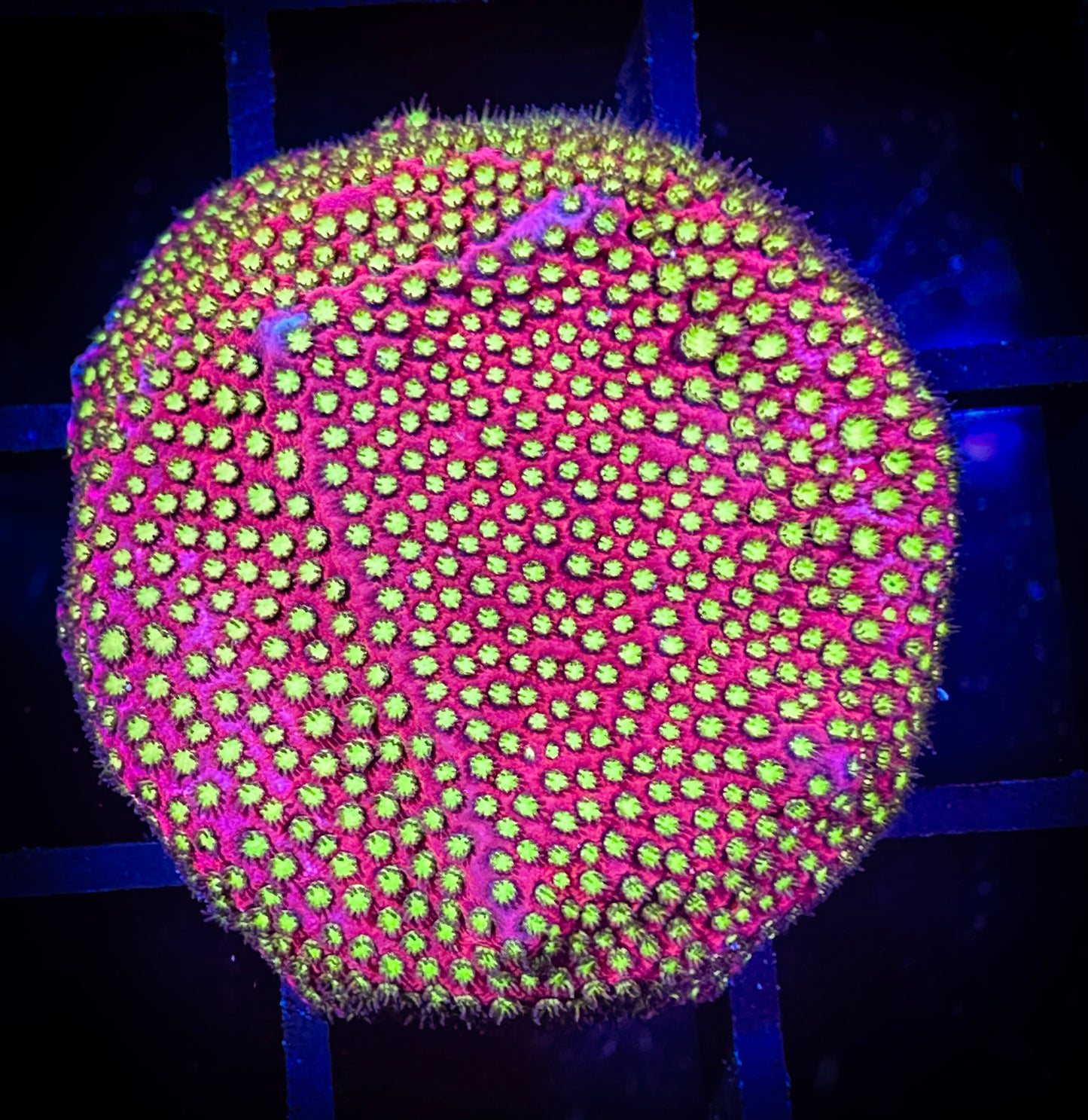 WYSIWYG WWC Electric Daisy Stylocoeniella 13B4