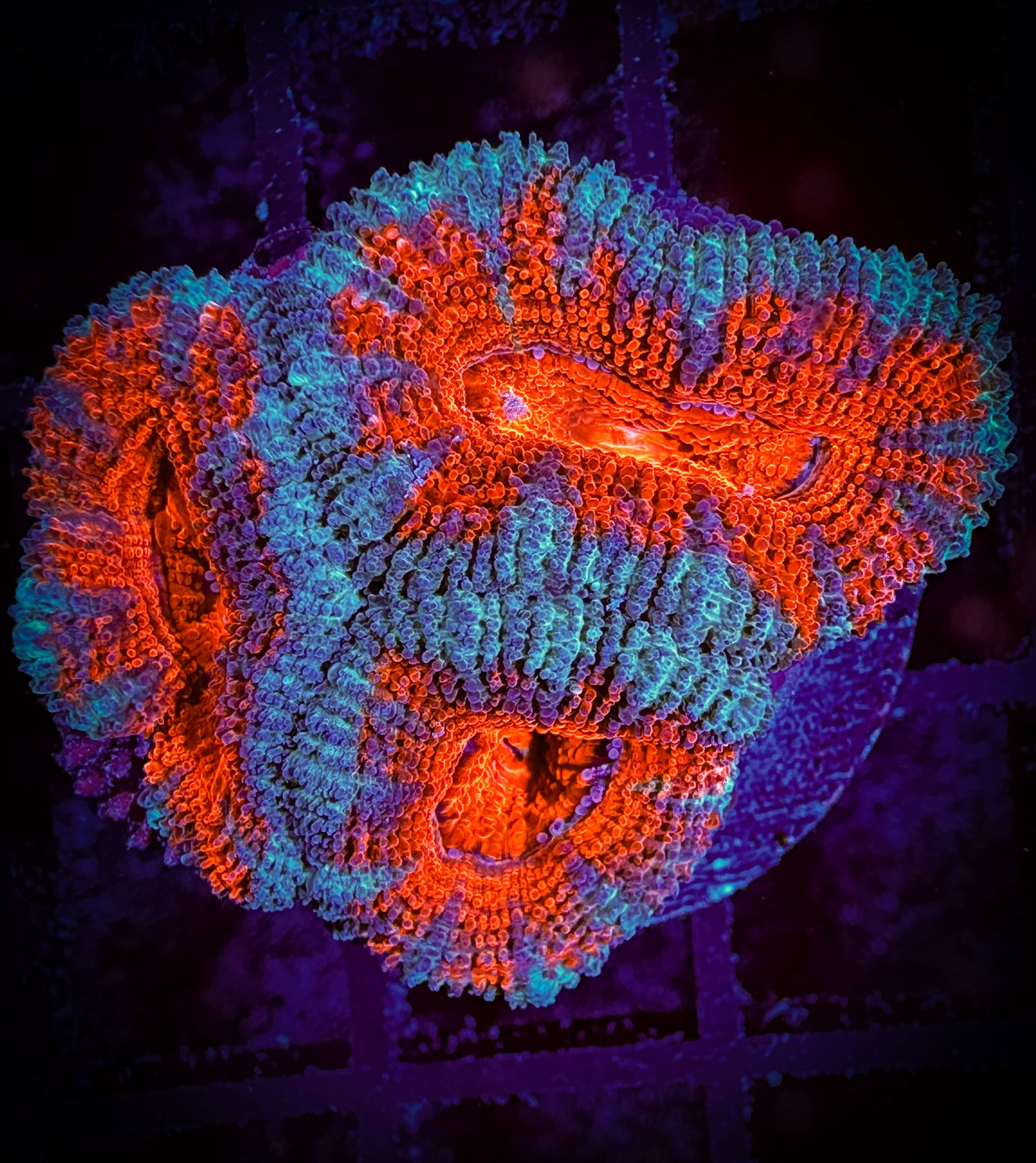 WYSIWYG Ultra Acan (Micromussa) 13C2