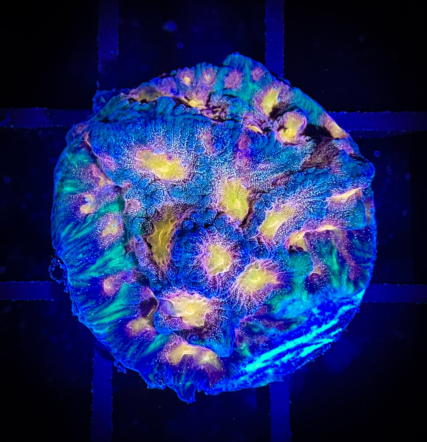 WYSIWYG CC Space Cakes Favia 13C2