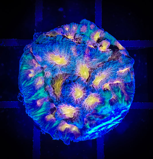 WYSIWYG CC Space Cakes Favia 13C2
