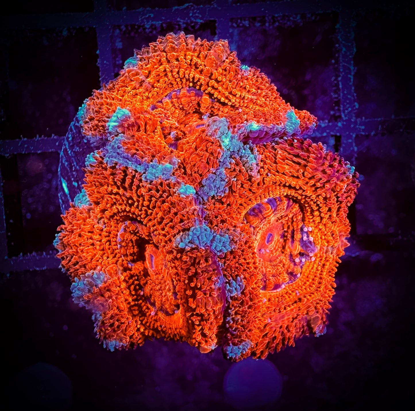 WYSIWYG Ultra Acan (Micromussa) 13C4