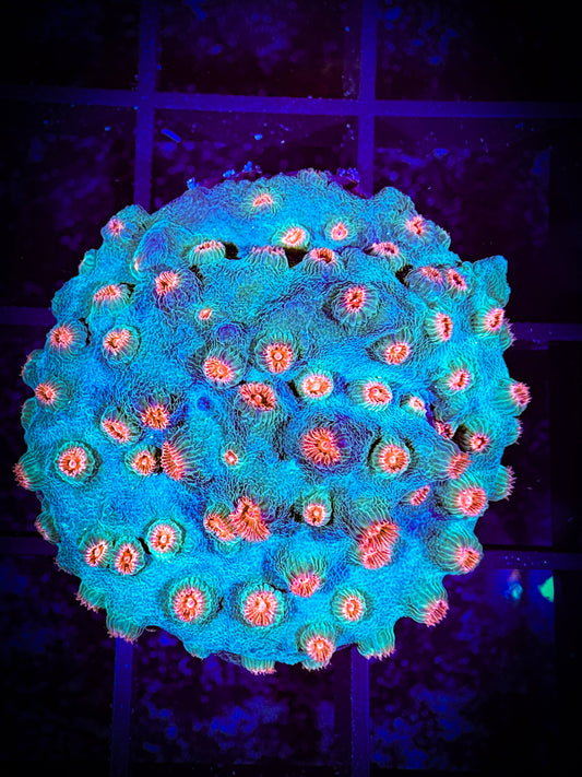 WYSIWYG Meteor Shower Cyphastrea 13D2