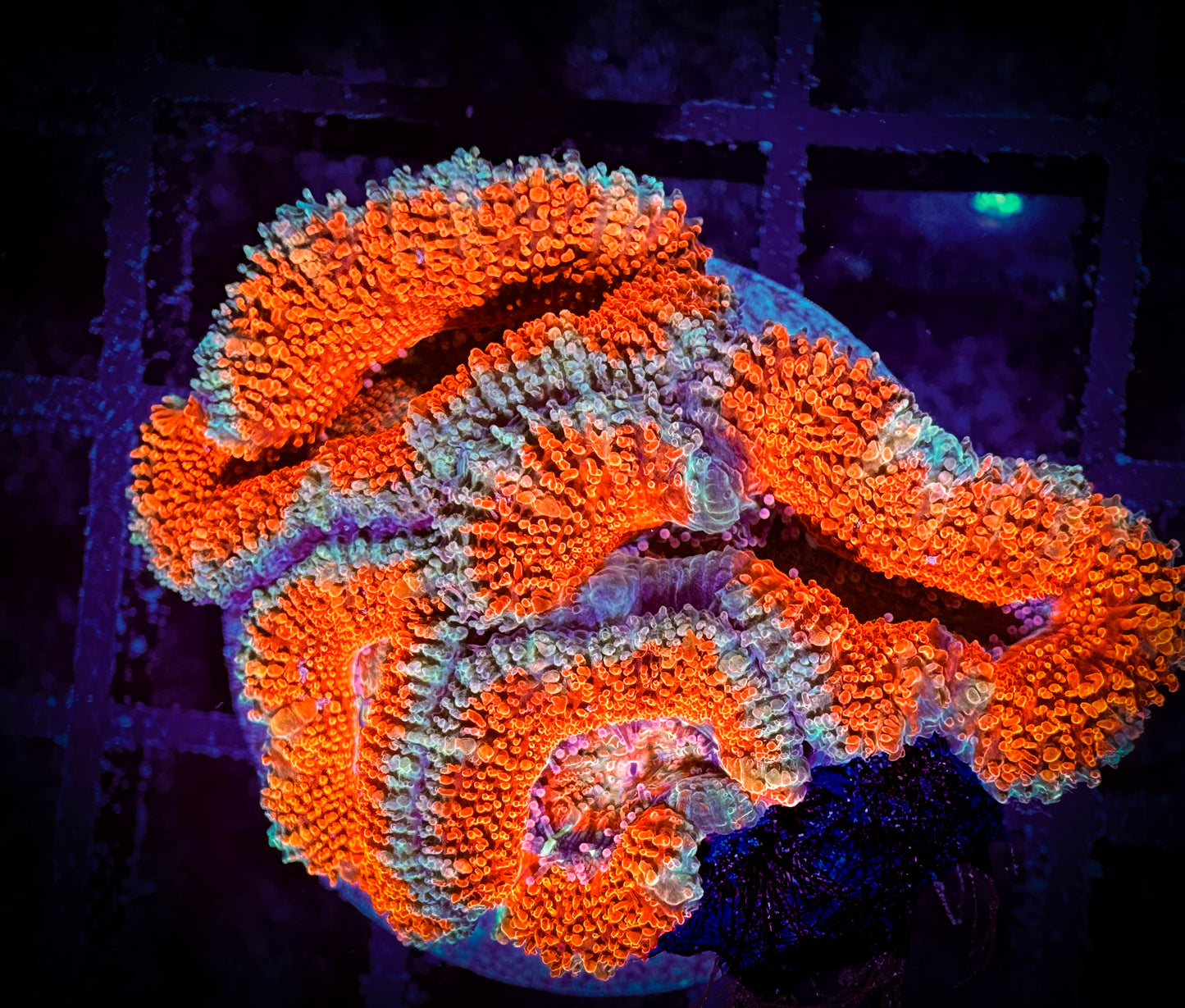 WYSIWYG Ultra Acan (Micromussa) 13D2