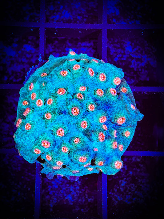 WYSIWYG Meteor Shower Cyphastrea 13D3