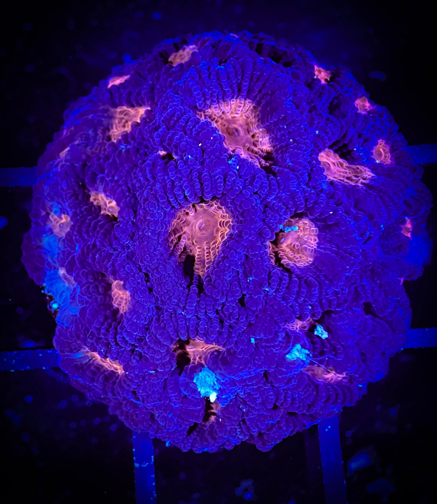 WYSIWYG Red Eyed Favia 13E1