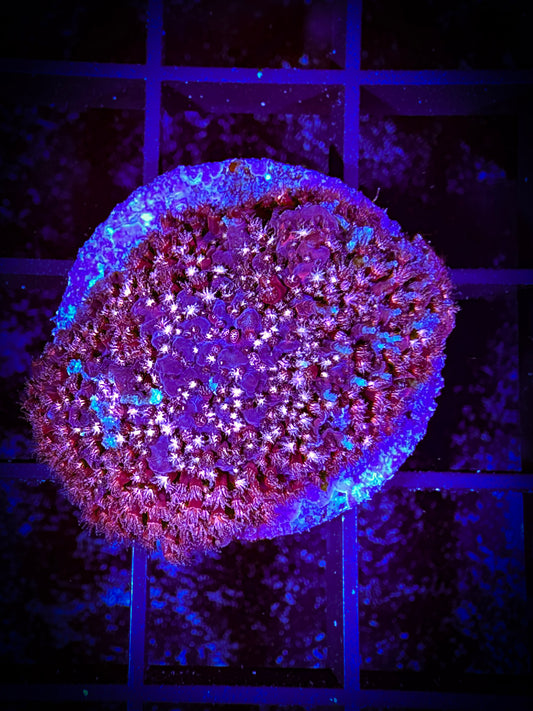 WYSIWYG JF Pink Stylocoeniella 13E2
