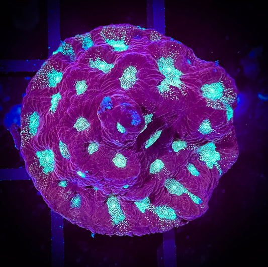 WYSIWYG Starry Night Favities 13F2