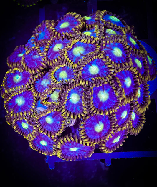 WYSIWYG Blue Horizons Zoanthids Mini Colony 05A4