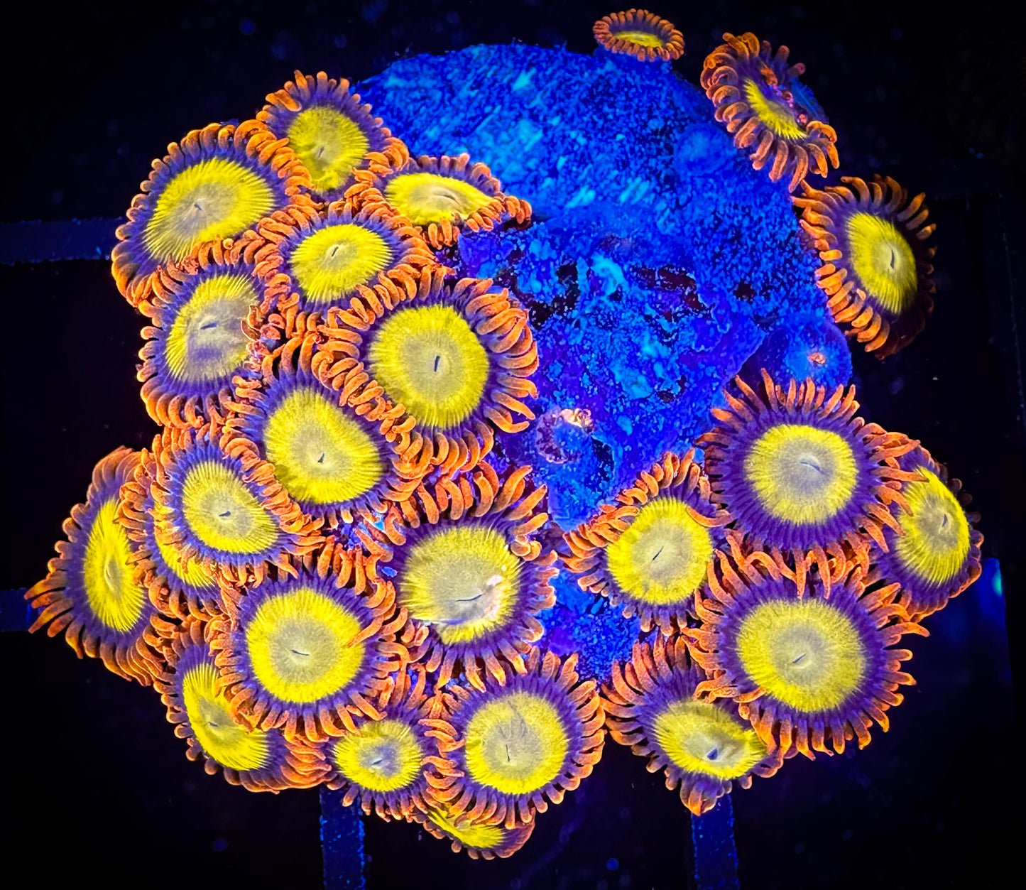 WYSIWYG Dragon Eye Zoanthids Colony 01E1