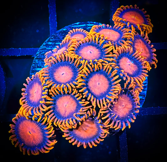 WYSIWYG Bam Bams Zoanthids Frag 15E4