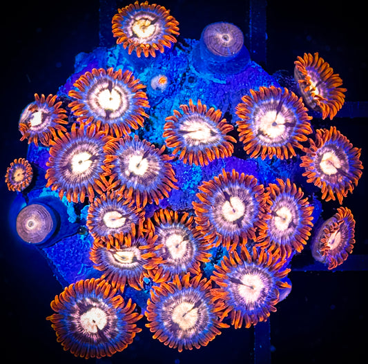 WYSIWYG Treehouse of Horror Zoanthids Large Frag 15E3