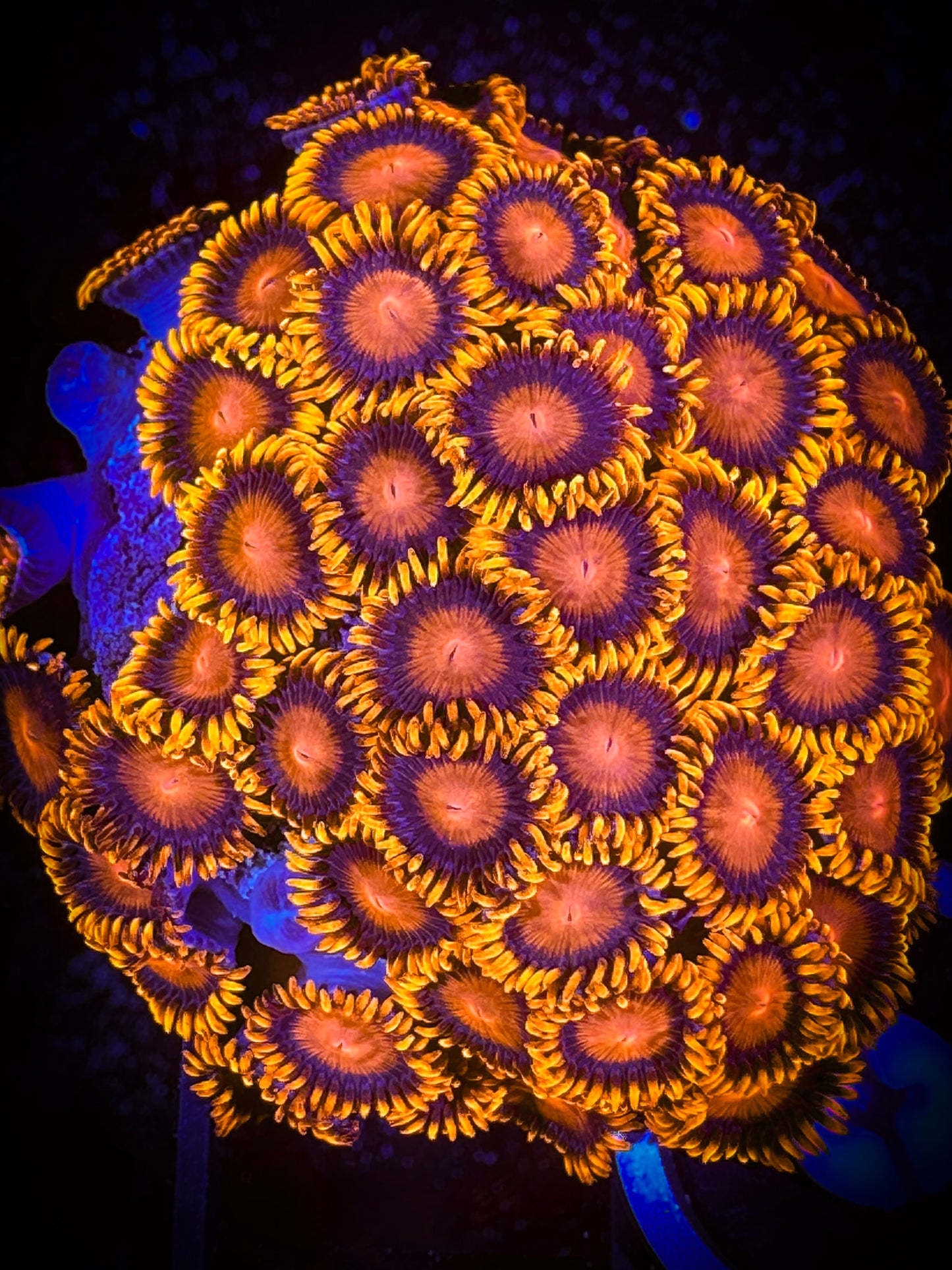 WYSIWYG Bam Bams Zoanthids Mini Colony 14A1