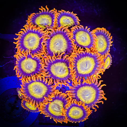 WYSIWYG Mandarin Oranges Mini Colony 14A4